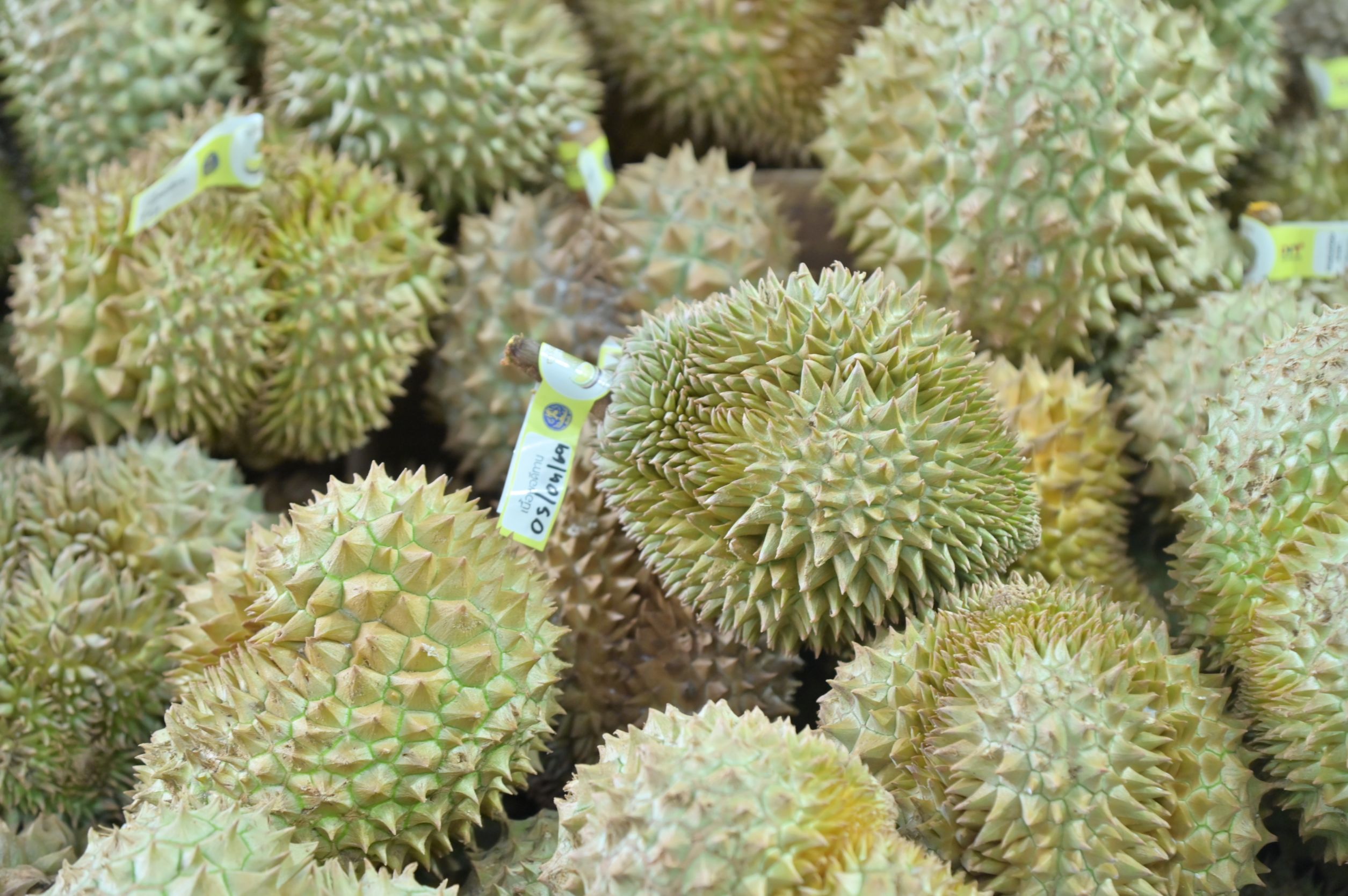 ภาพประกอบข่าว Premium Durian Fest 2026