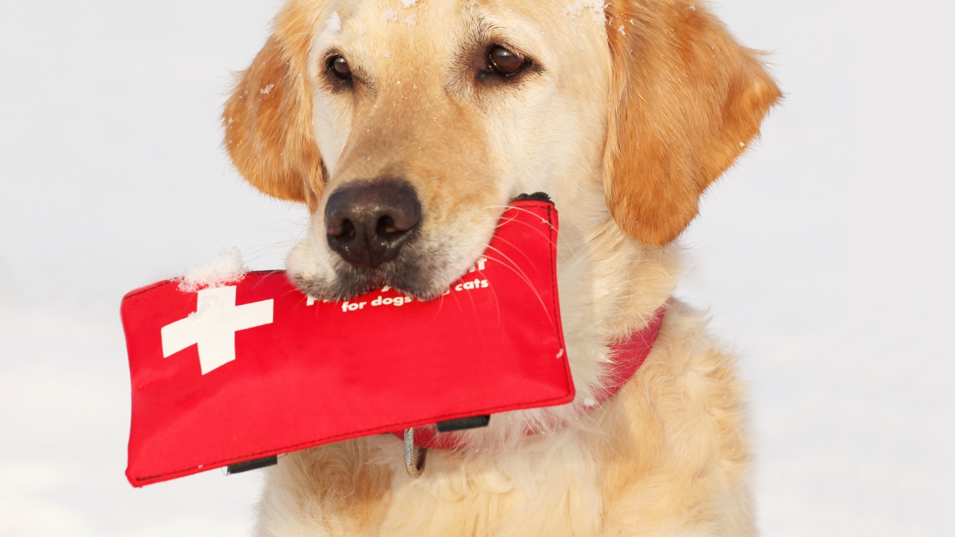 ภาพประกอบการเตรียม Emergency Pet Kit สำหรับสัตว์เลี้ยง