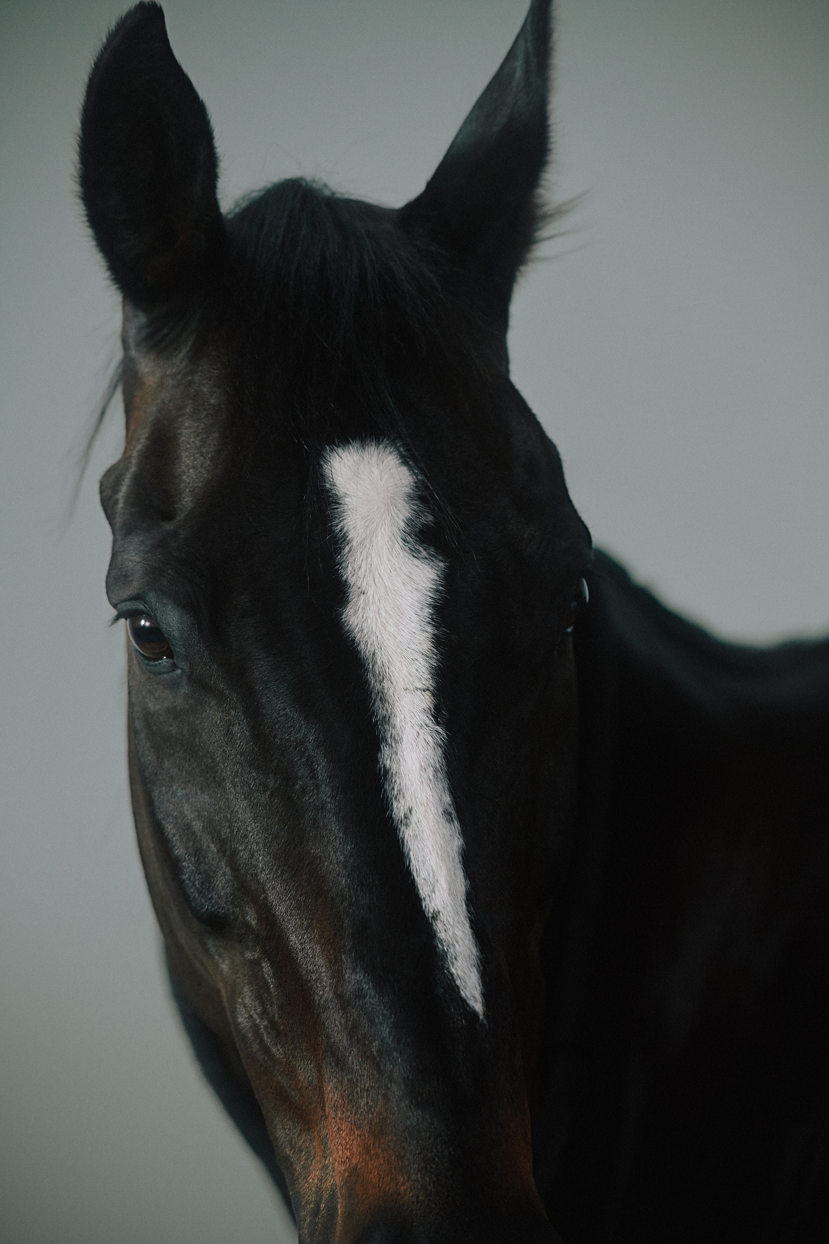 Polo Blaze ภาพผลิตภัณฑ์
