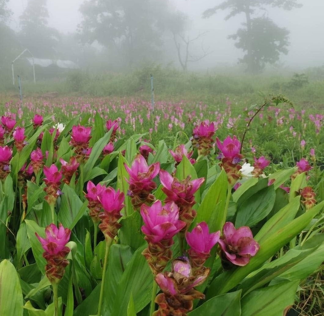 โรบินสันไลฟ์สไตล์ ชัยภูมิ ในธีม Jurassic Bloom