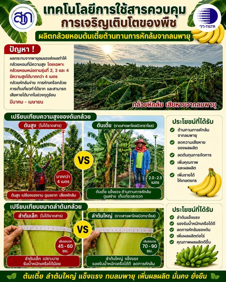 ภาพประกอบข่าวกล้วยหอม
