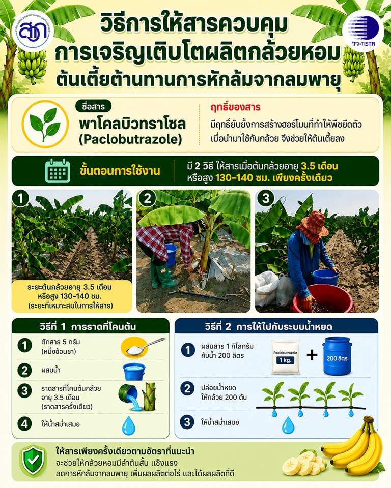 ภาพประกอบข่าวกล้วยหอม