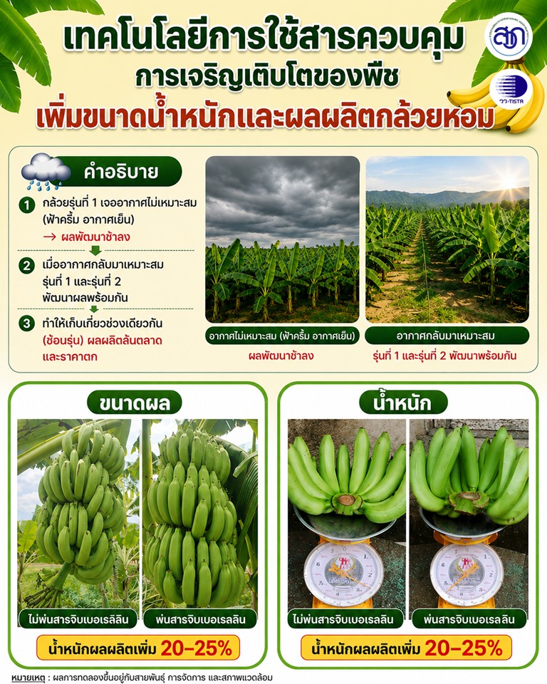 ภาพประกอบข่าวกล้วยหอม