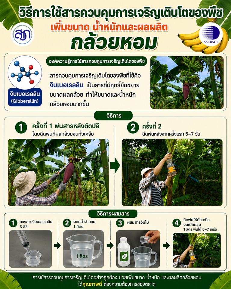 ภาพประกอบข่าวกล้วยหอม
