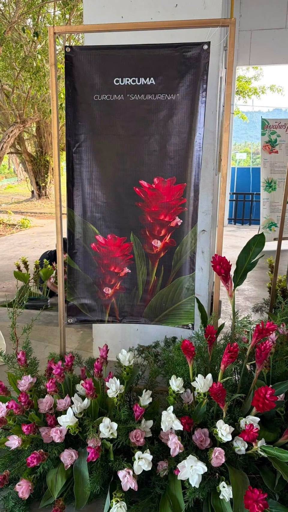 ภาพกิจกรรมเปิดศูนย์ถ่ายทอดองค์ความรู้ปทุมมาปลอดโรคแห่งอ่าวไทย