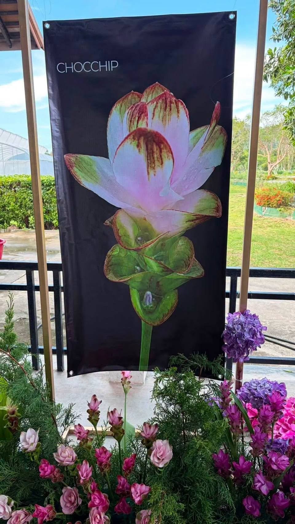 ภาพกิจกรรมเปิดศูนย์ถ่ายทอดองค์ความรู้ปทุมมาปลอดโรคแห่งอ่าวไทย