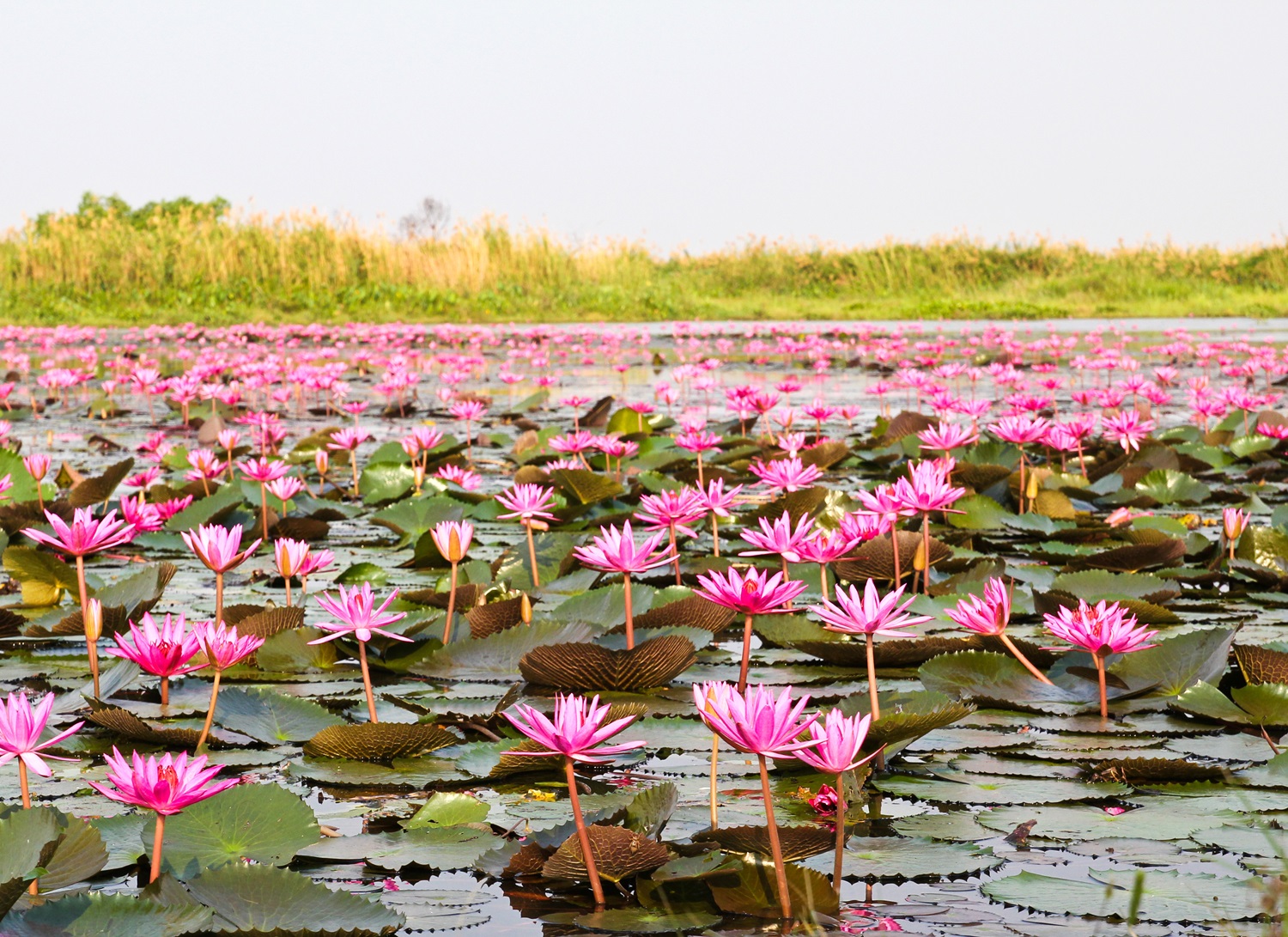 อุดรธานี