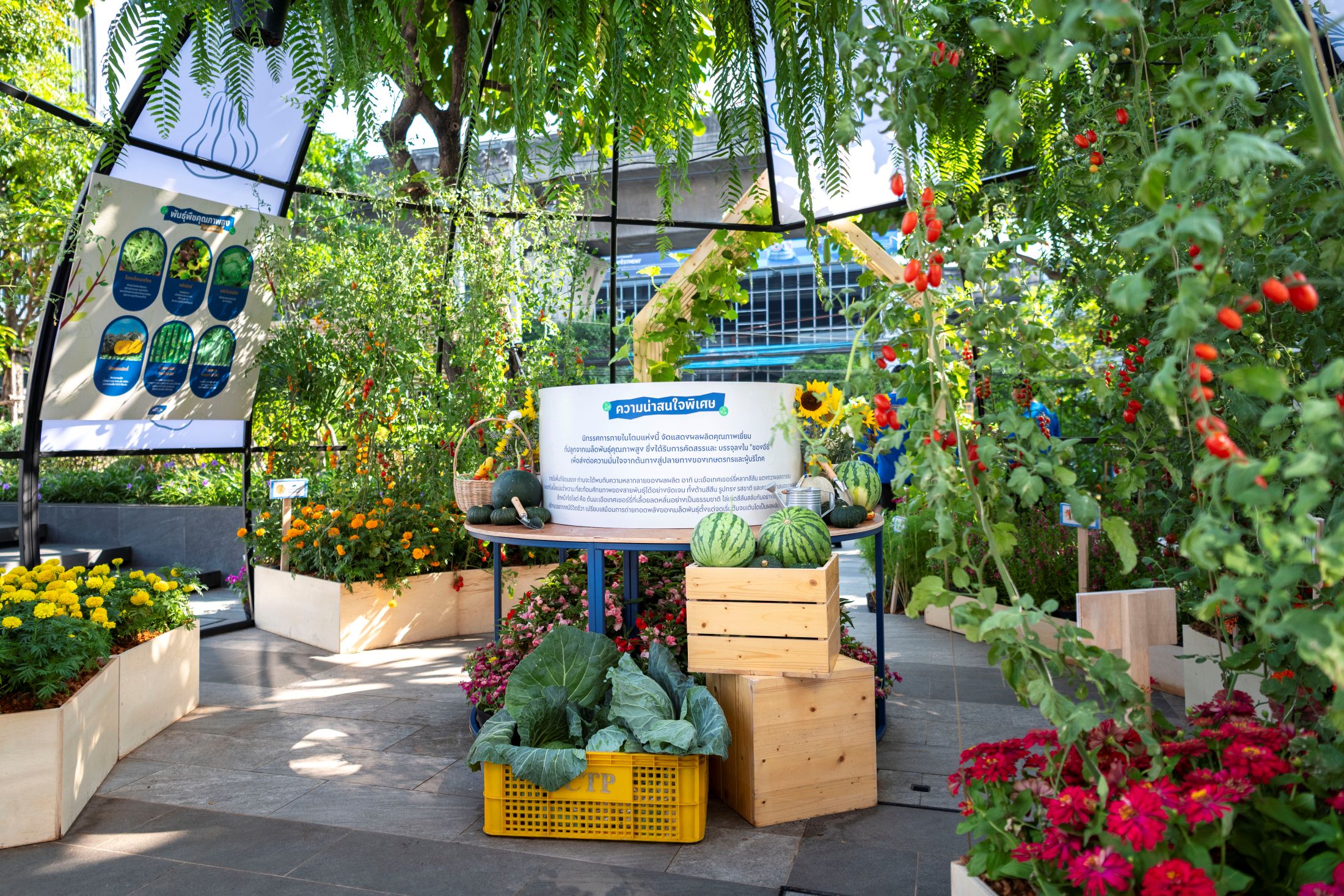 เจียไต๋เปิดตัว “ผักซองอีซี่ ปลูกง่าย ได้อย่างโปร” เปิดประสบการณ์และยกระดับการปลูก ชูกลยุทธ์ใช้งานสะดวก โตดี งอกดี ด้วยคุณภาพเมล็ดพันธุ์เทียบเท่าระดับโปร