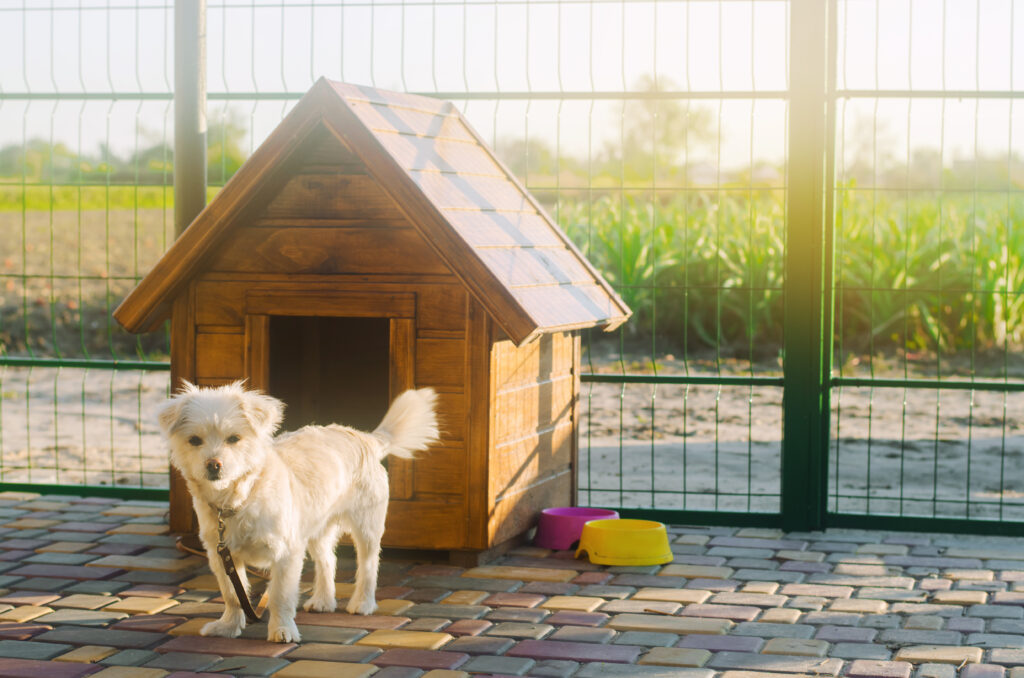 Beautiful White Pooch Dog Near The Booth On A Sunny Day. House For An Animal. Selective Focus