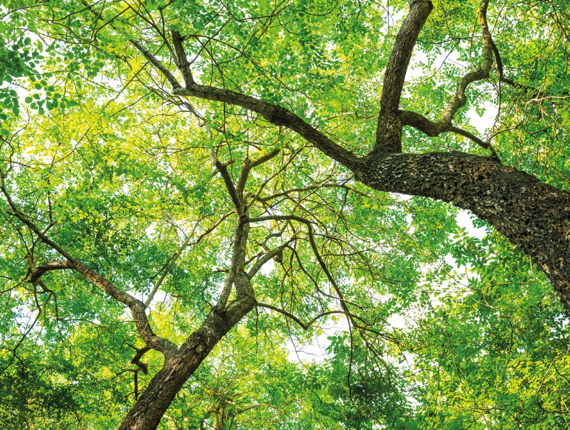 รูปโครงการ เดอะ แพลนท์ ซิตี้ วงแหวน-ลำลูกกา คลอง 5 (The Plant Citi Wongwaen-Lumlukka Klong 5)