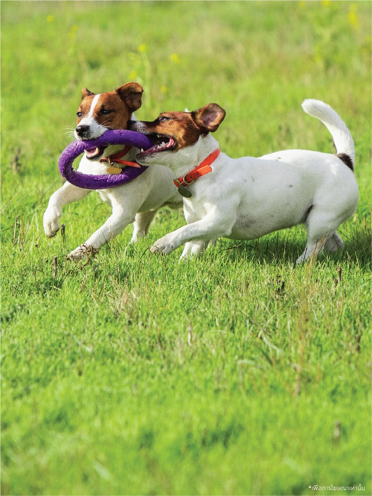 รูปโครงการ พฤกษาวิลล์ รังสิต-คลองสอง (Pruksa Ville Rangsit-Klong 2)