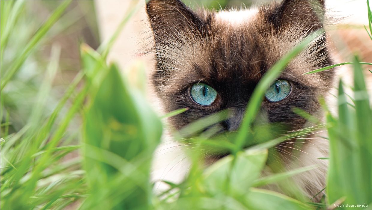 รูปโครงการ พฤกษาวิลล์ ดอนเมือง-สรงประภา (Pruksa Ville Donmuang-Songprapa)